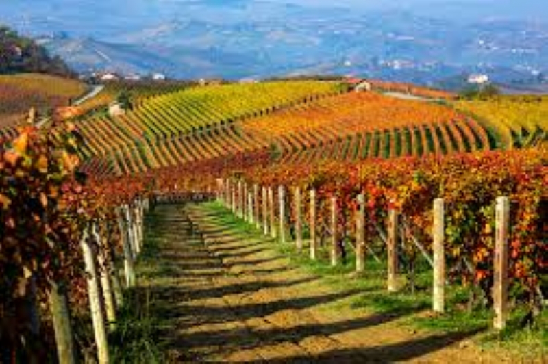 VIAGGIANDO CON . . . GUSTO